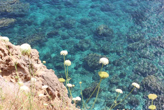 A pristine white sand beach with turquoise waters, framed by rocky cliffs and wildflowers in bloom.