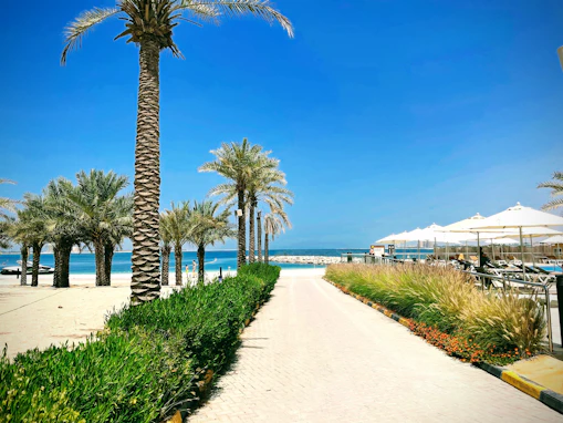 a pathway leading to a beach with palm trees