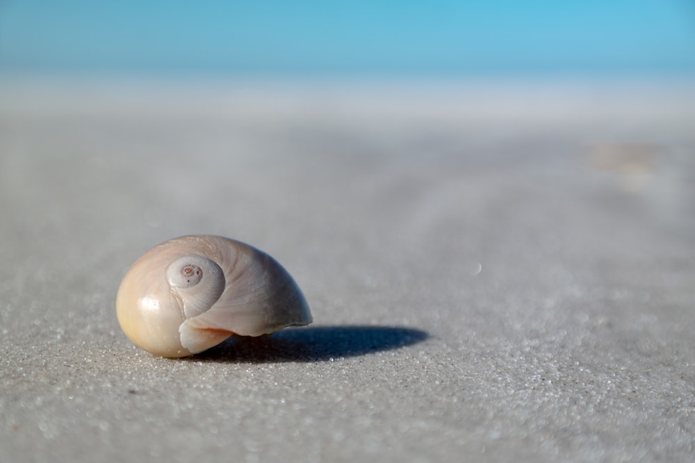 a shell on the sand of a beach