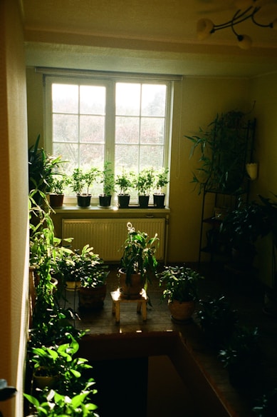 A cozy indoor garden corner with lush green plants and natural light streaming through a window.