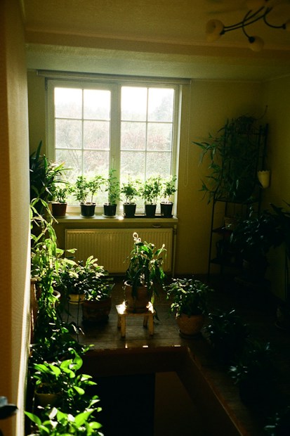 An interior space featuring a large window with sunlight streaming through, illuminating an array of potted plants arranged on a ledge and floor. The walls are painted in a pale color, and the atmosphere is serene and lush with greenery.