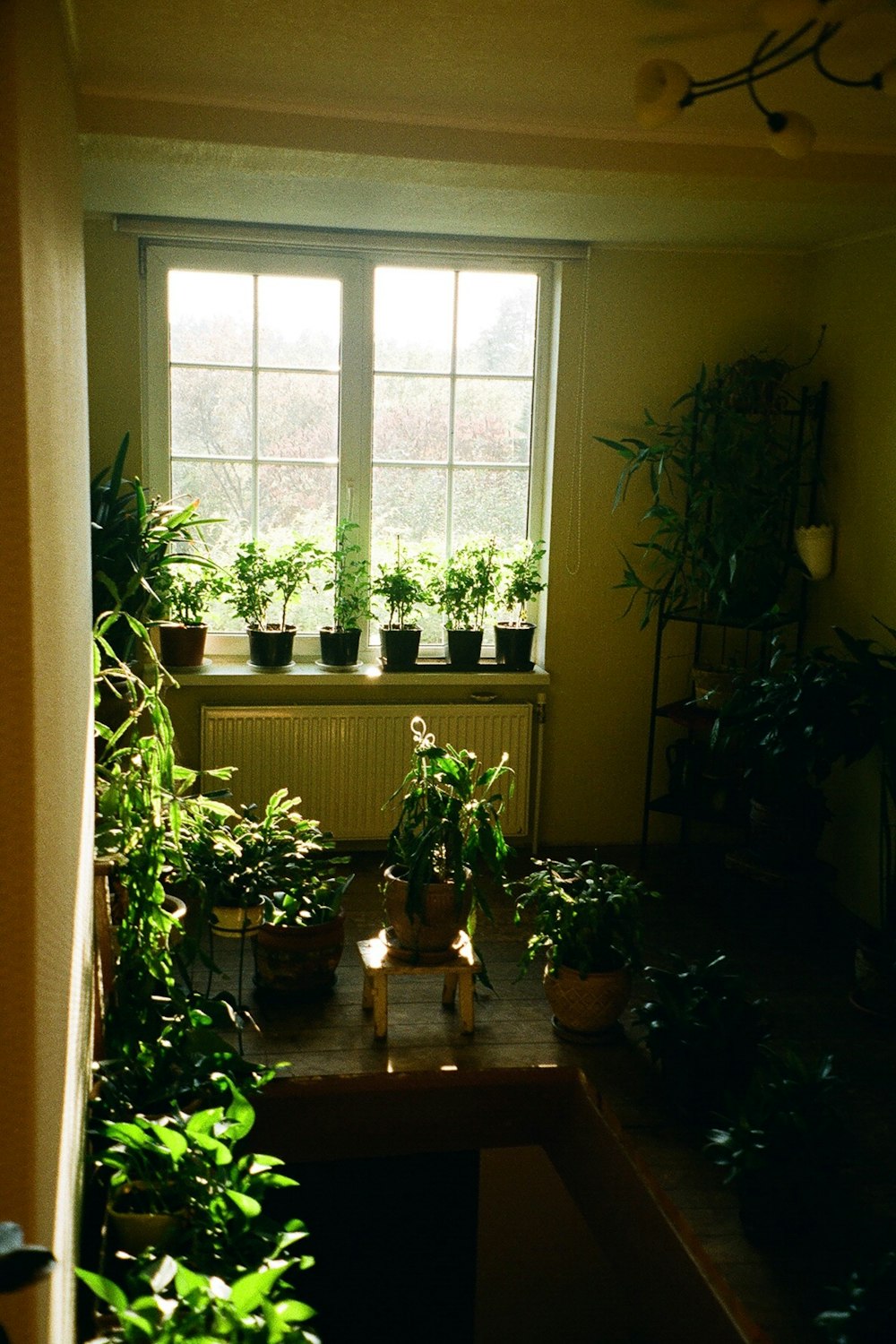 a room filled with lots of green plants next to a window