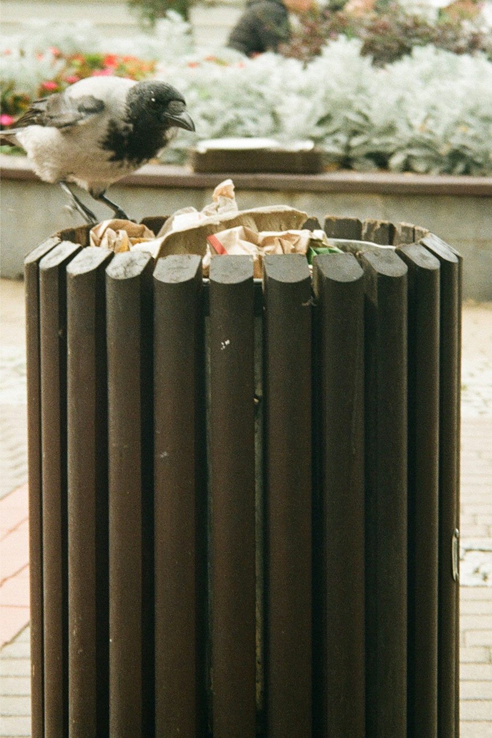 a bird sitting on top of a trash can