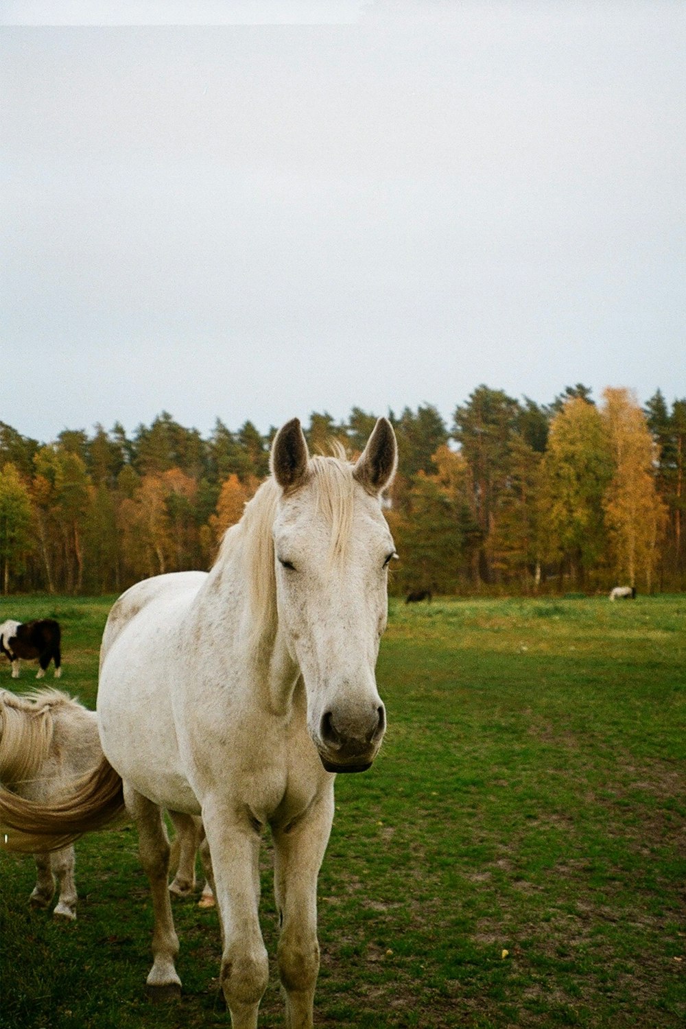 a white horse standing next to a white horse on a lush green field