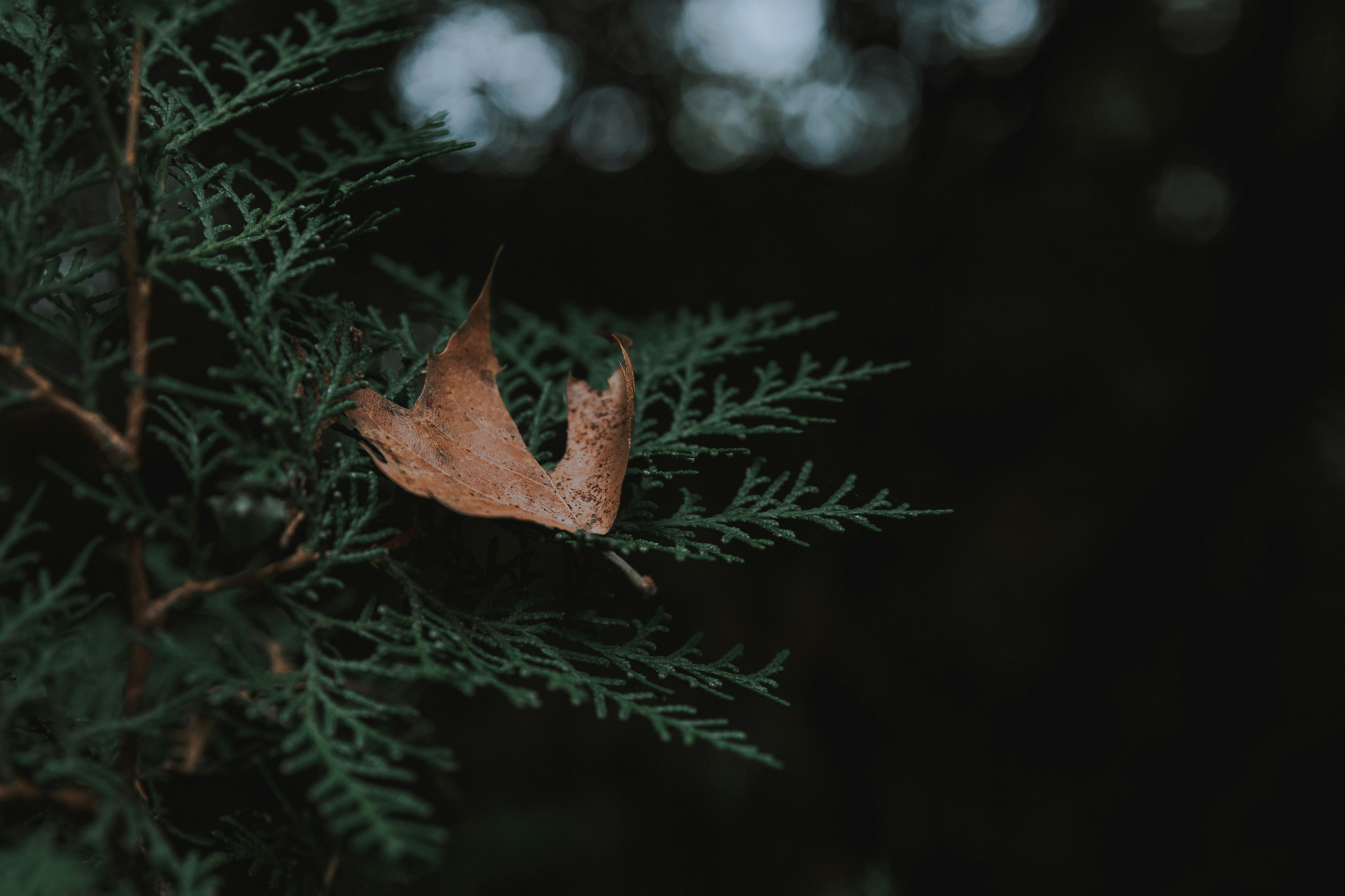 Photo by sylvester_s