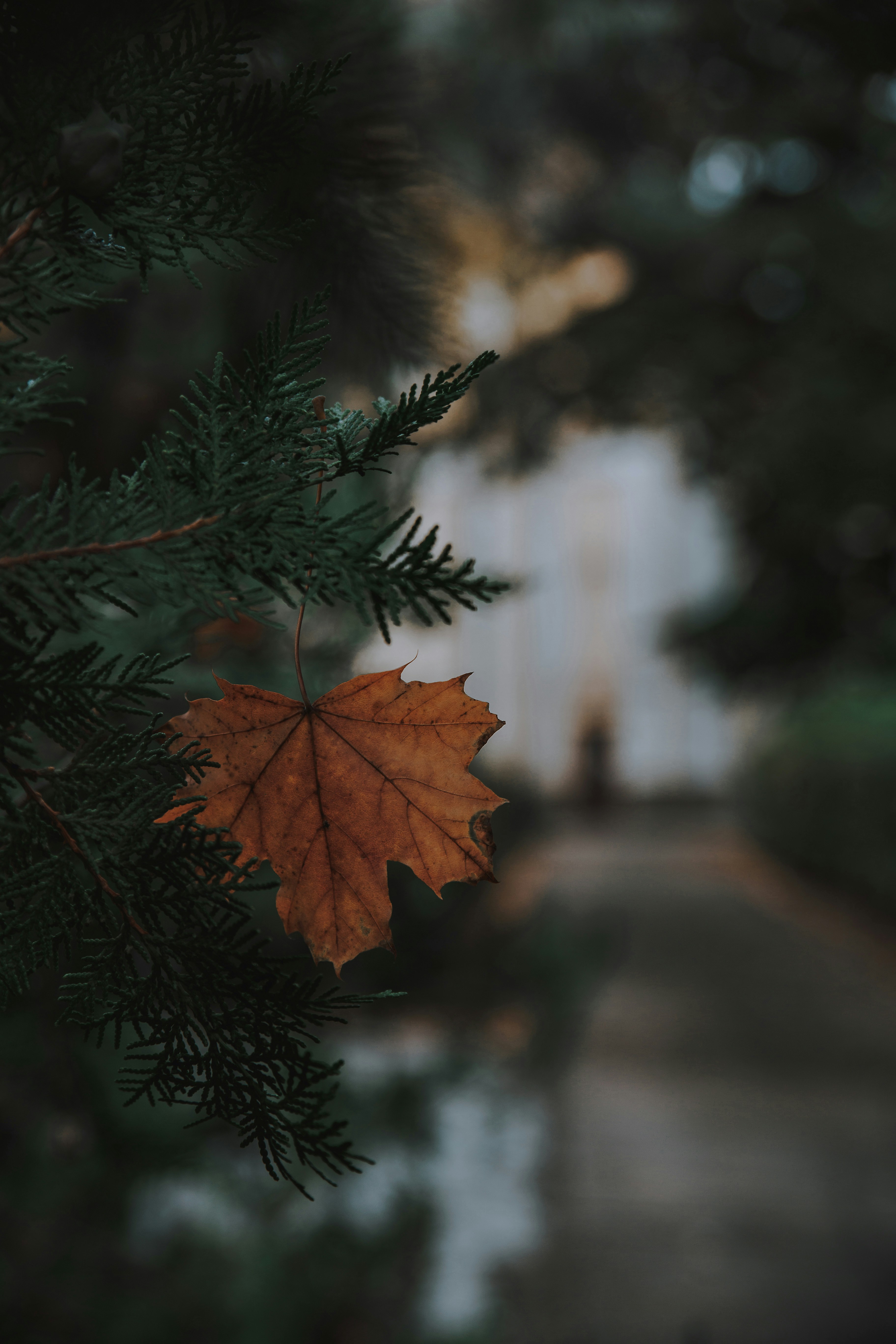 una foglia è appesa a un ramo di un albero