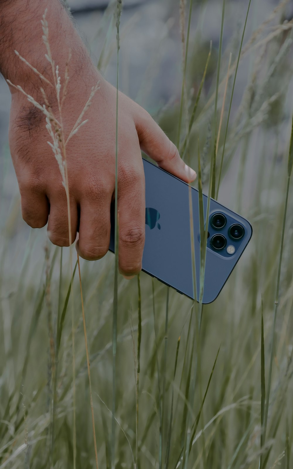 a hand holding an iphone in a field of tall grass
