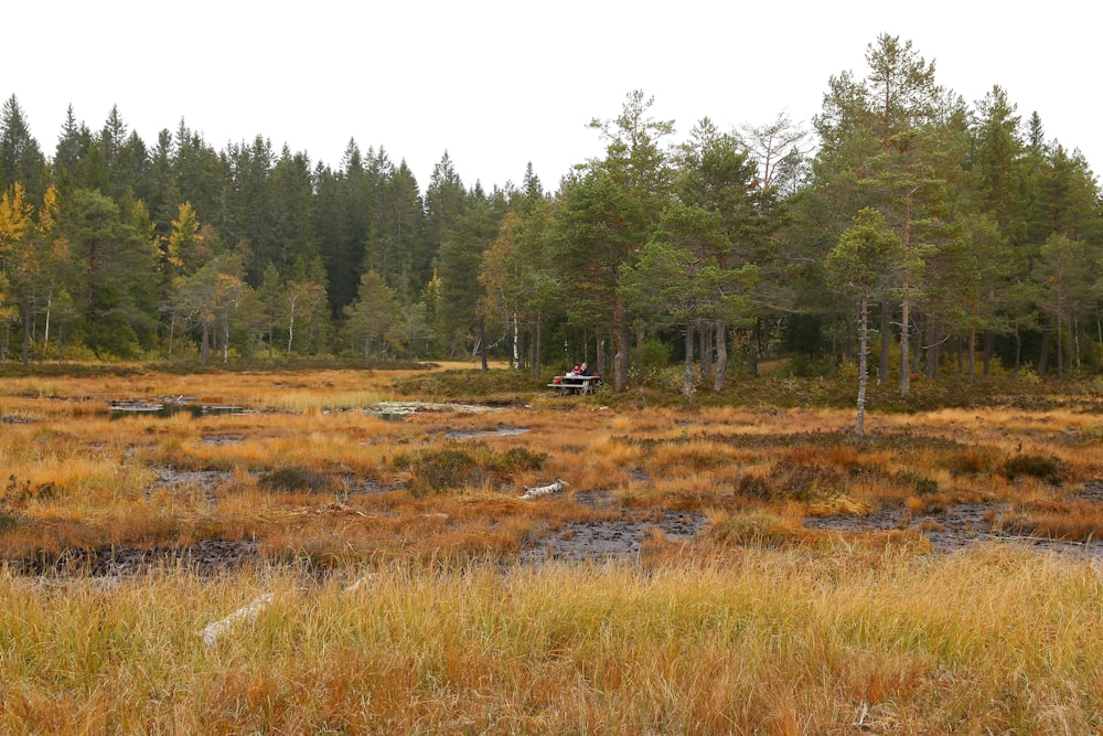 a grassy field with trees in the background