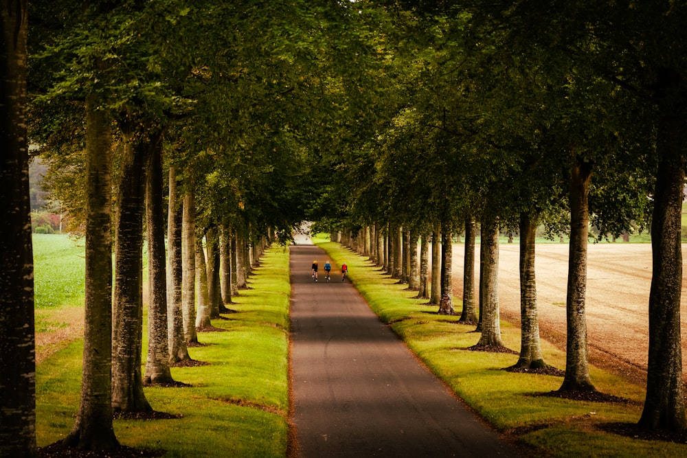 a tree lined road with a couple of people walking down it