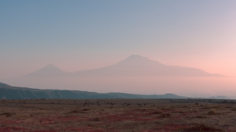 Un grupo de animales en un campo con una montaña al fondo