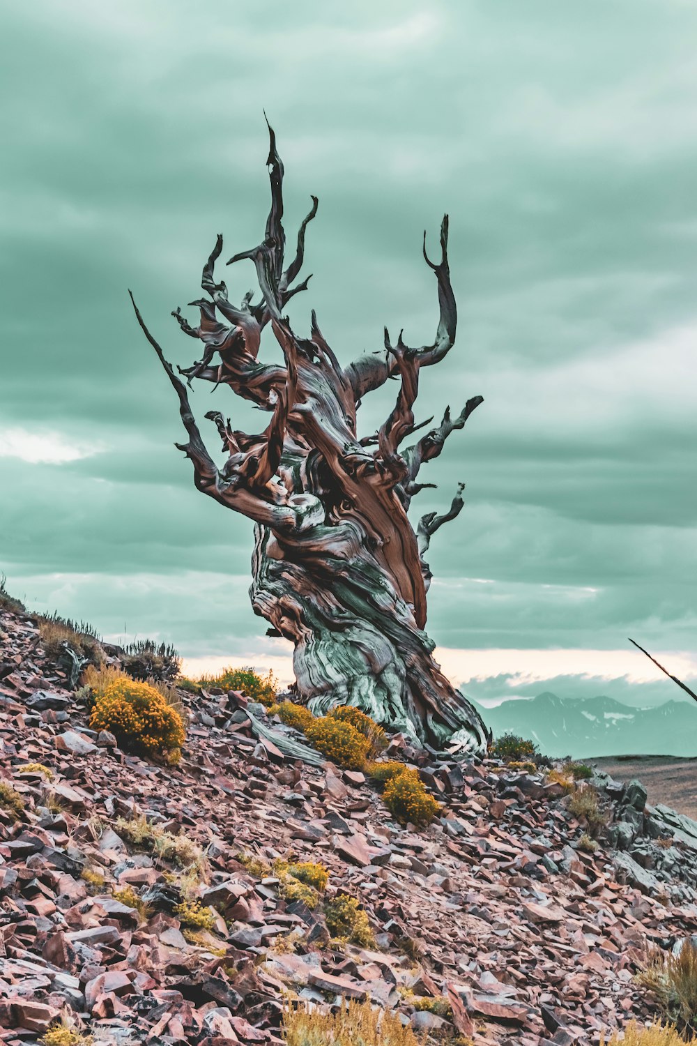 un árbol que está sentado en la ladera de una colina