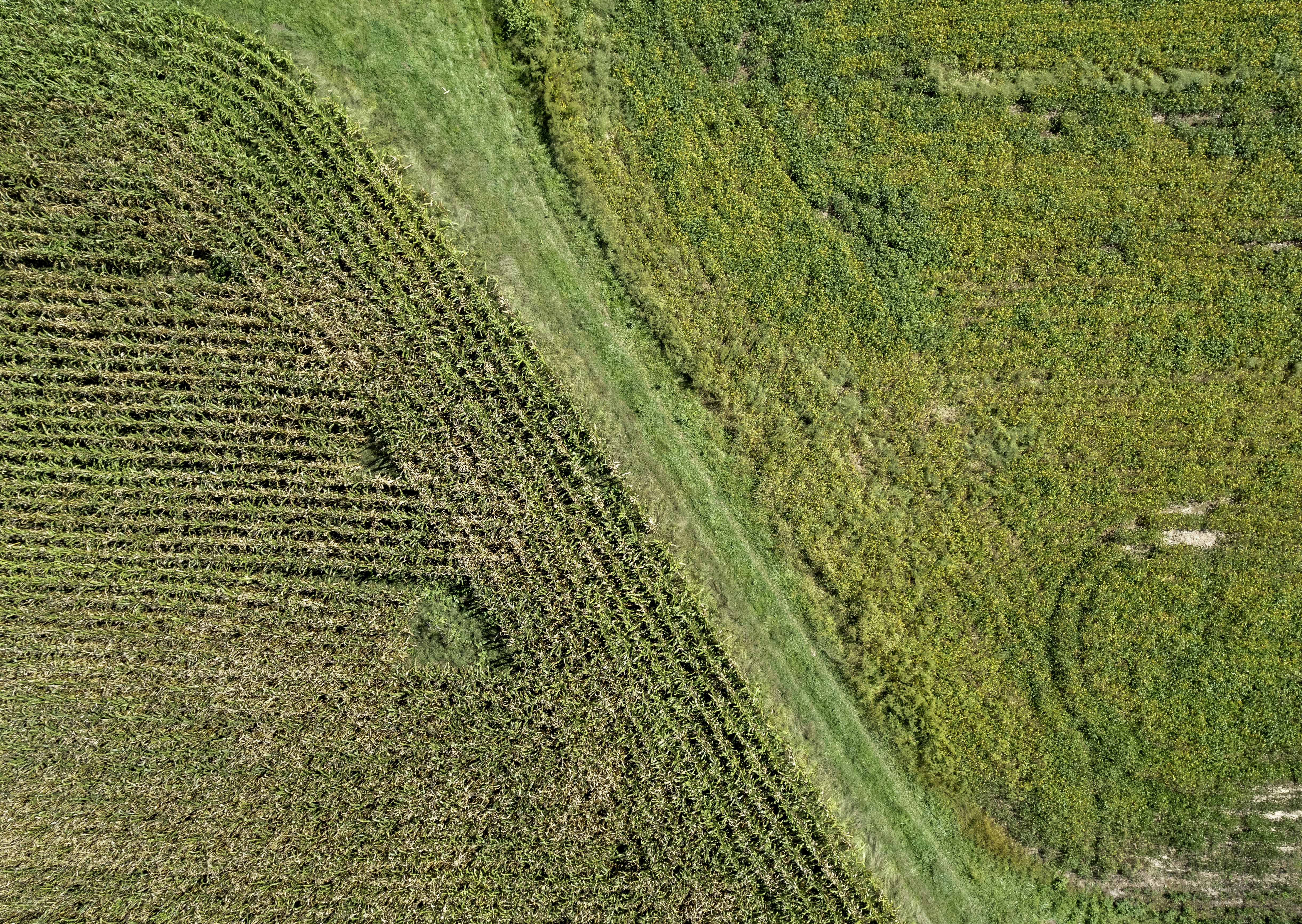 Una vista aérea de un campo de maíz