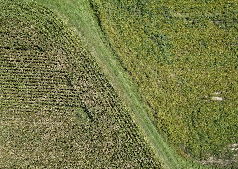 an aerial view of a corn field