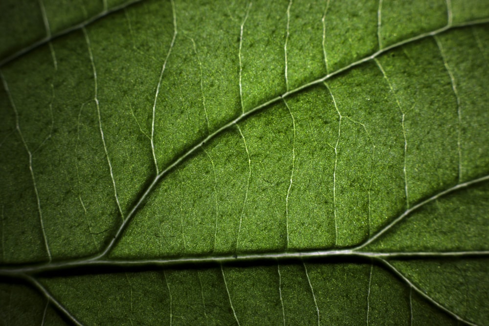 a close up view of a green leaf