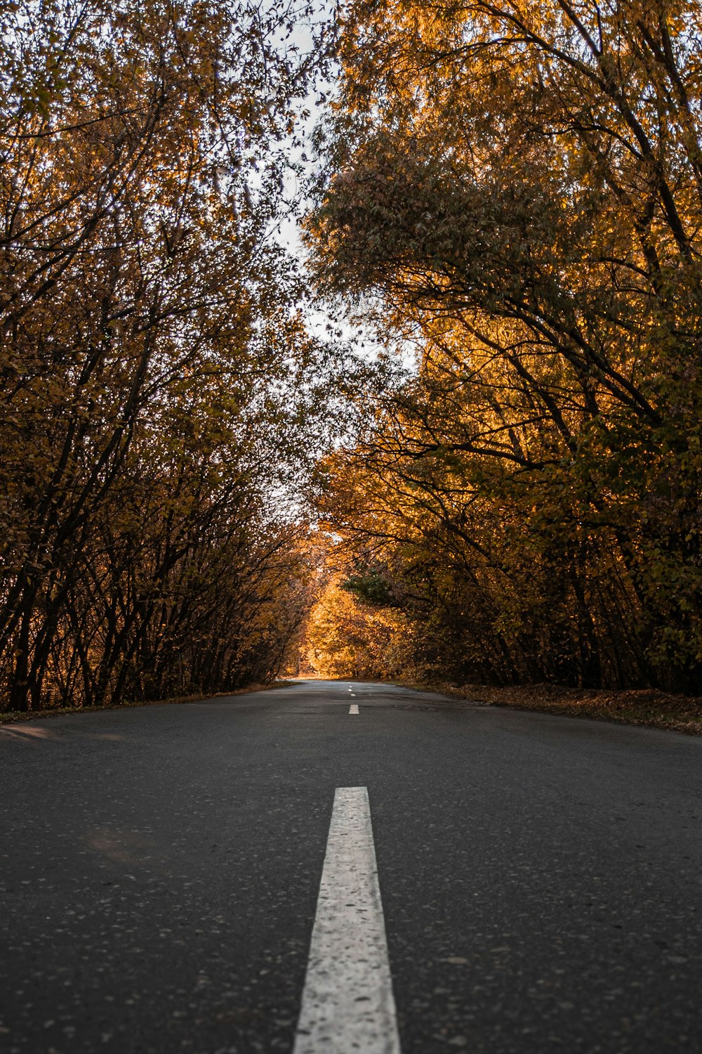 an empty road surrounded by trees in the fall