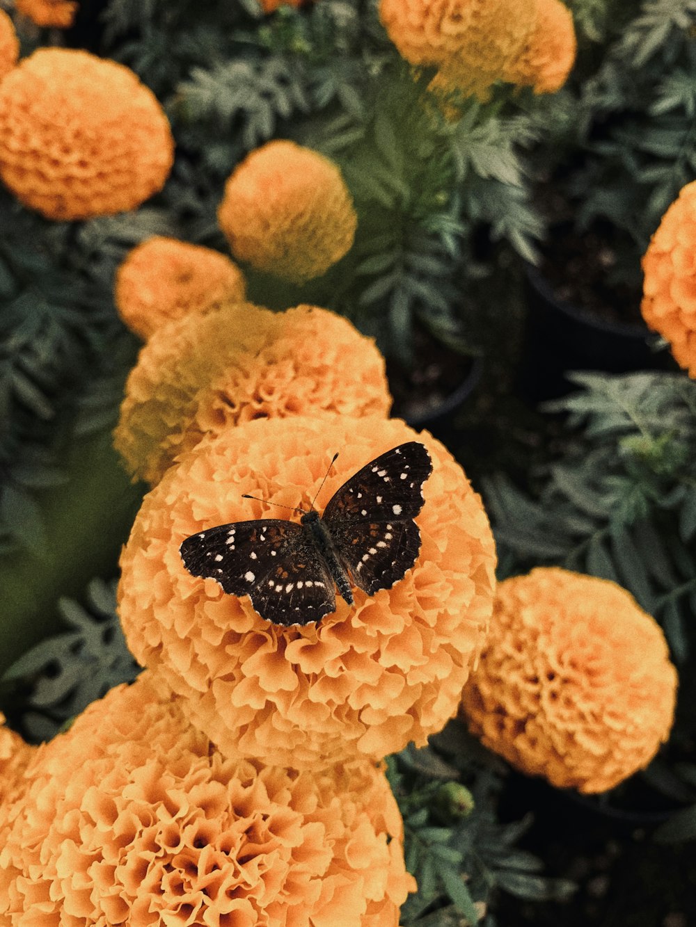 a black butterfly sitting on top of a yellow flower