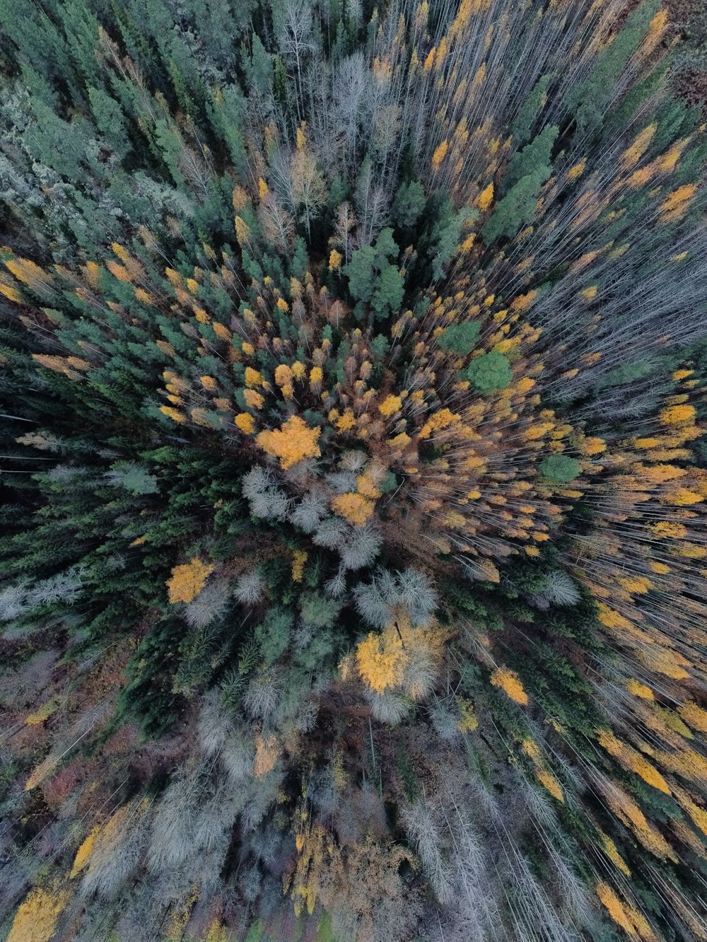 an aerial view of a forest with lots of trees