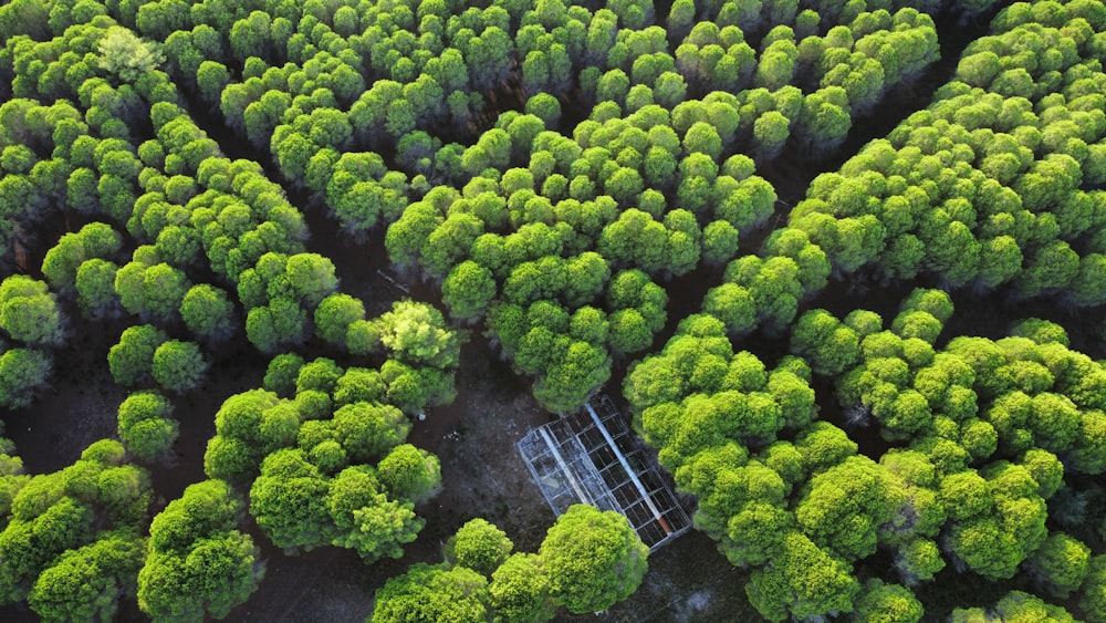 an aerial view of a large group of trees