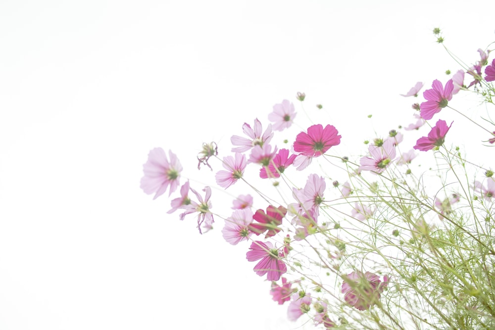 a bunch of pink flowers on a white background