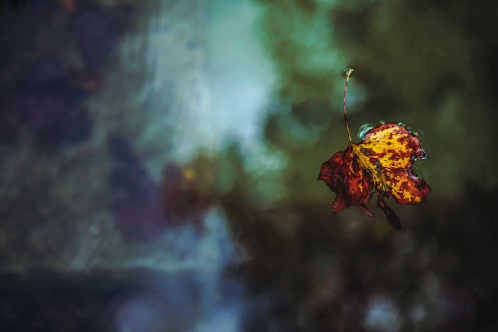 a leaf that has fallen from a tree