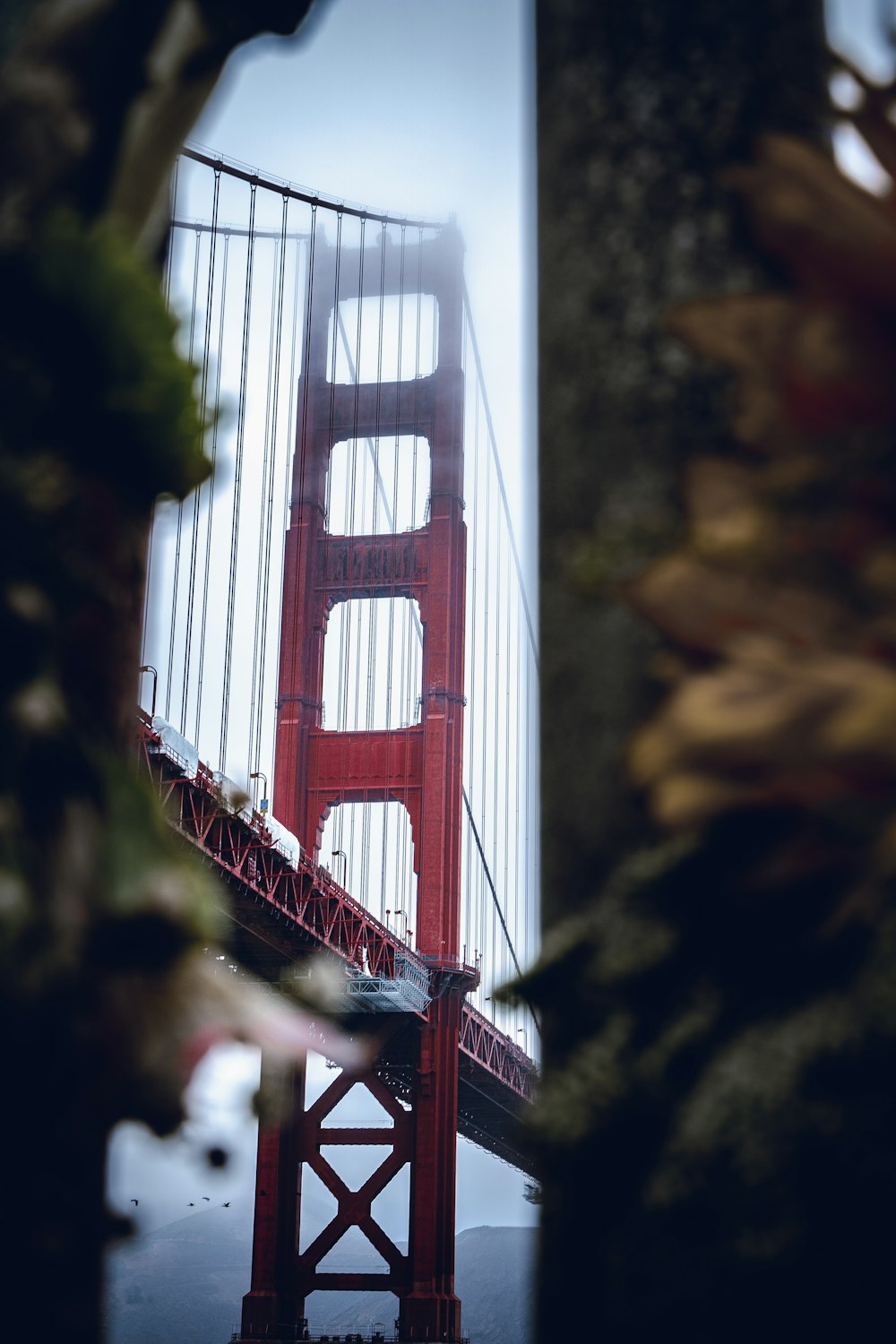 a view of the golden gate bridge from below