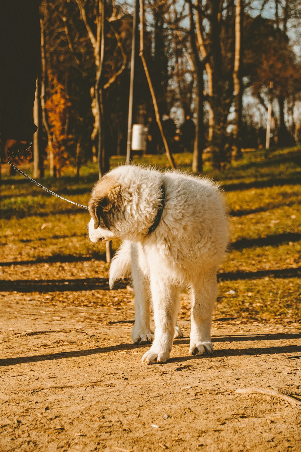 Un pequeño perro blanco con correa en un parque