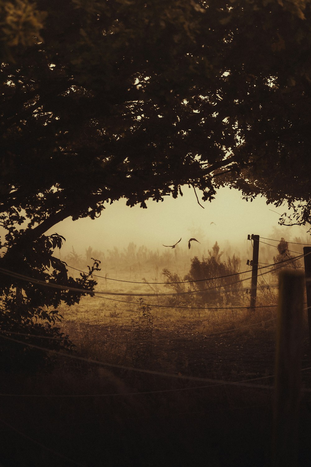 un campo de niebla con una cerca y árboles