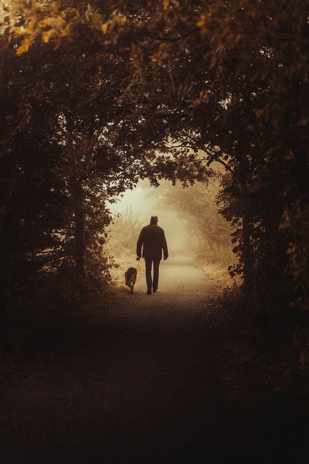 um homem que passeia um cão por um caminho através de uma floresta