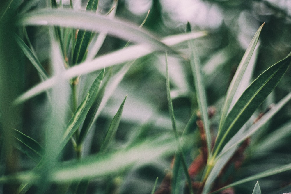 a close up of a plant with green leaves