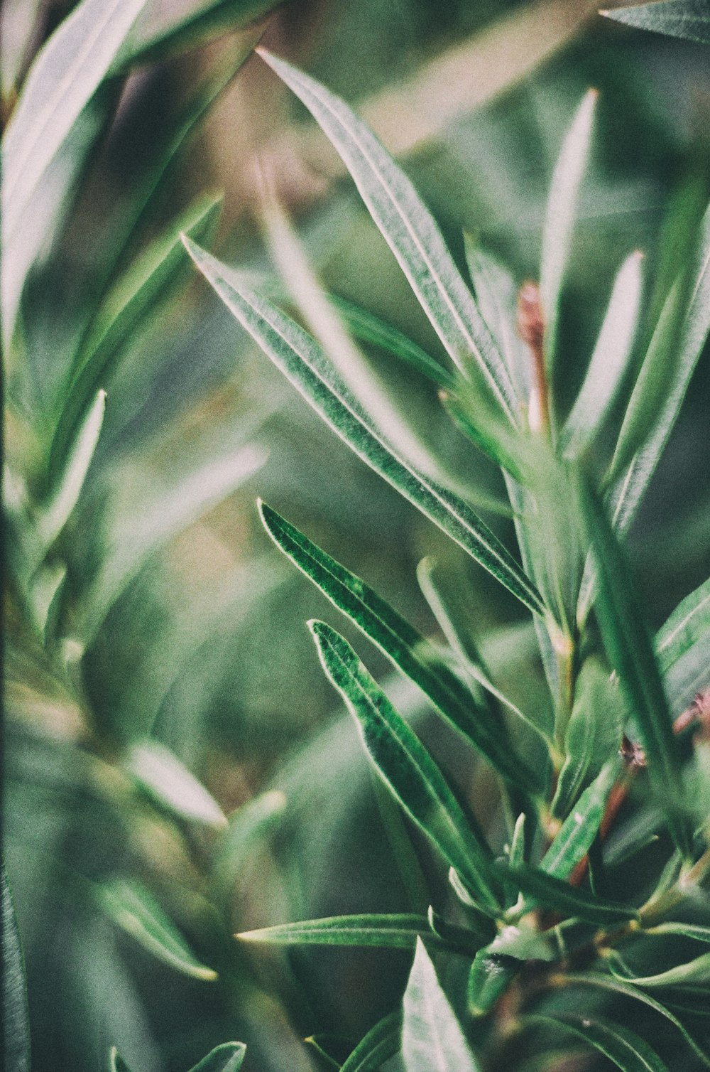 a close up of a plant with green leaves