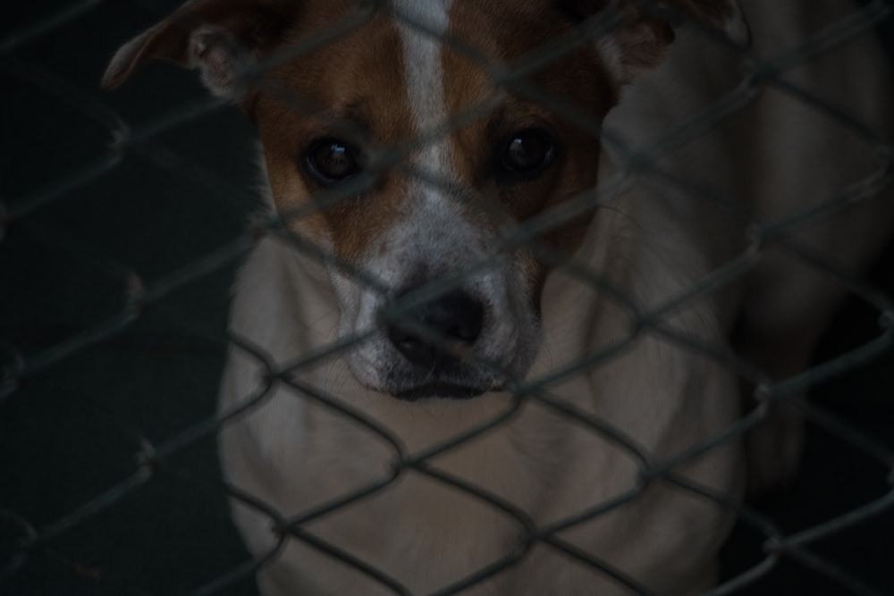 a brown and white dog behind a chain link fence