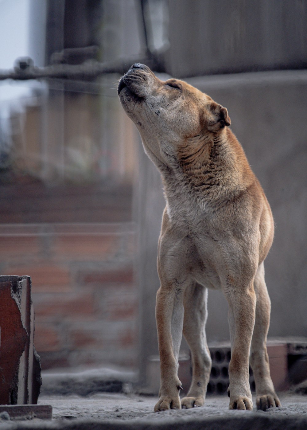 a brown dog standing on its hind legs