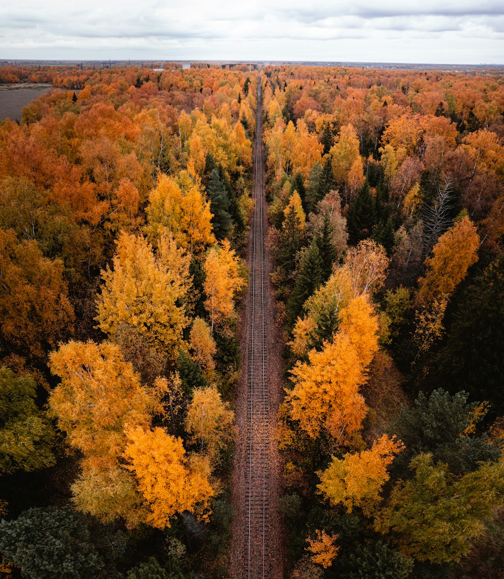 a train traveling through a forest filled with trees