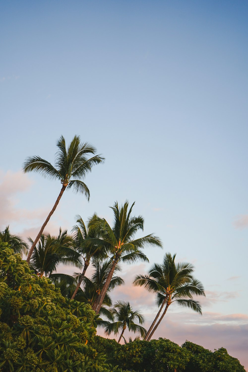 a couple of palm trees sitting on top of a lush green hillside