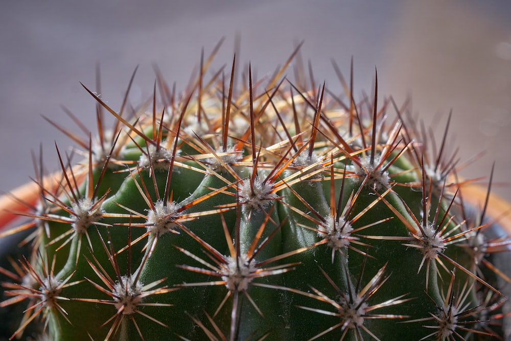 a close up of a cactus in a pot