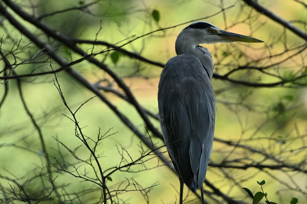 a bird perched on top of a tree branch