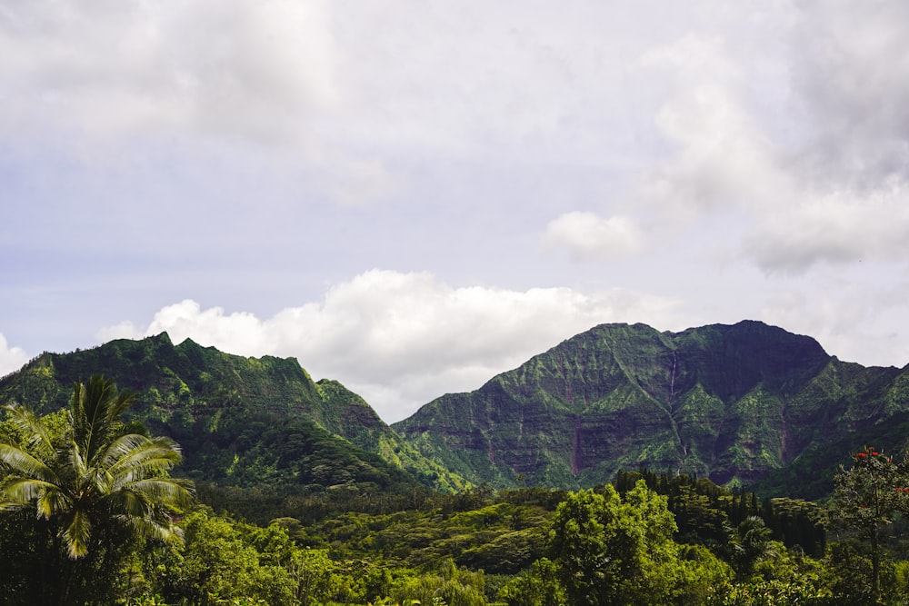 a lush green forest filled with lots of trees