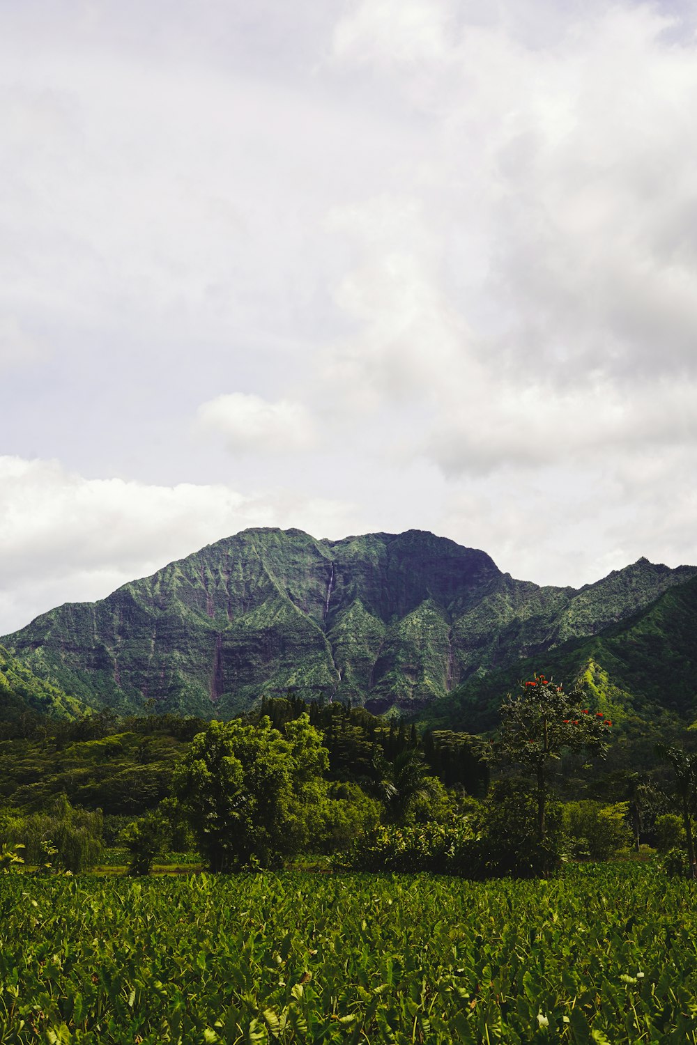 a lush green field with a mountain in the background