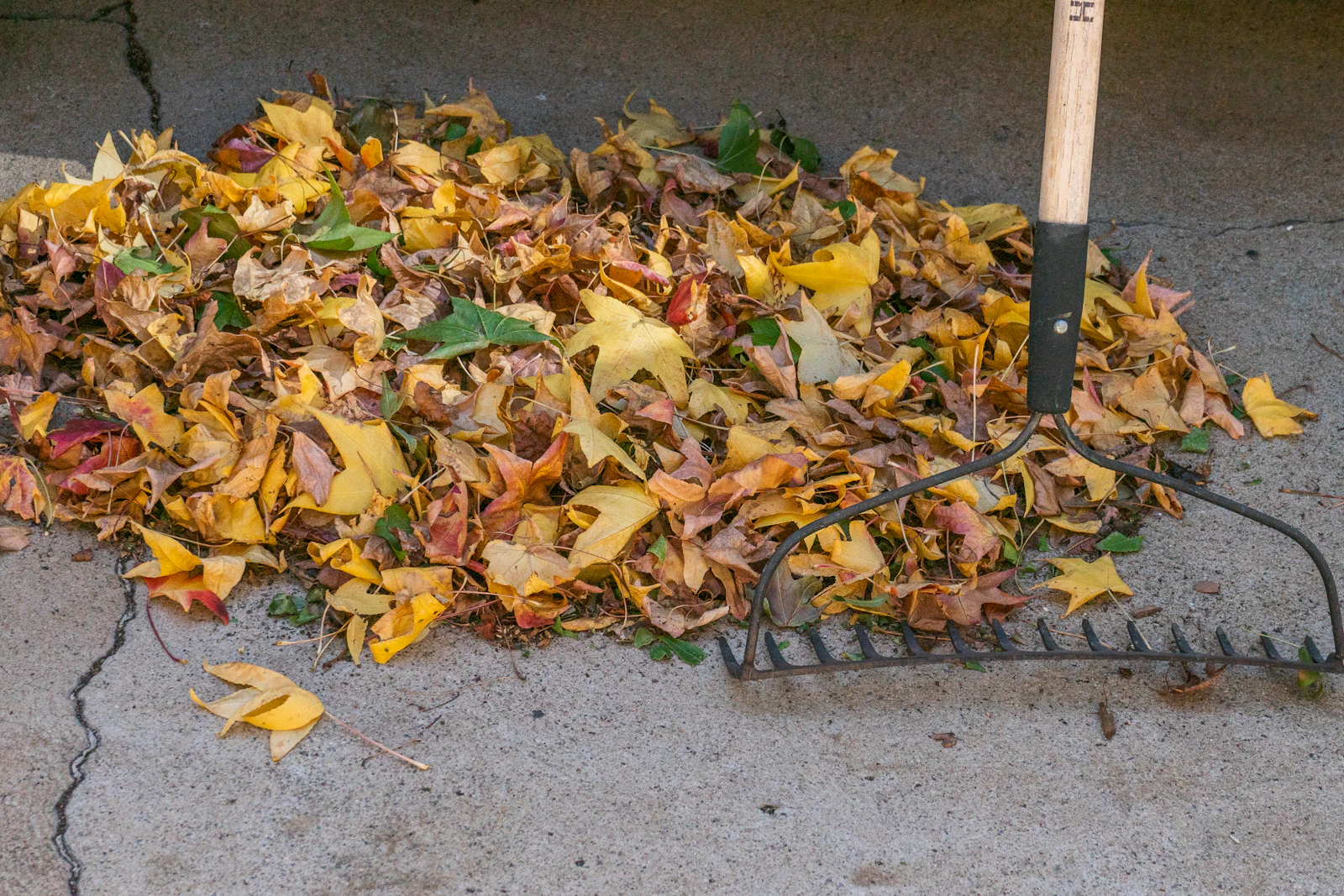 A pile of leaves and a rake on the ground.
