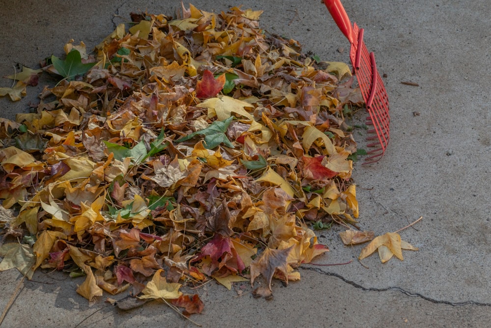 a pile of leaves sitting on top of a sidewalk