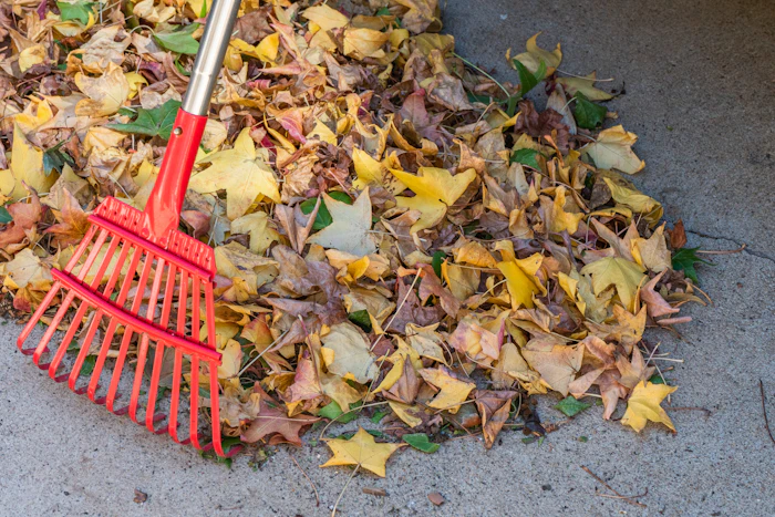 Râteau posé sur un tas de feuilles d'automne ramassées