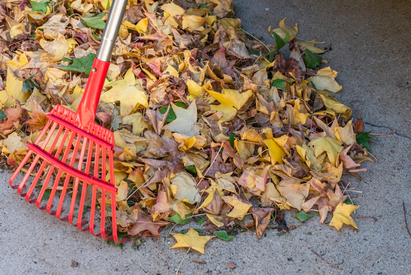 Raking autumn leaves during a yard cleanup