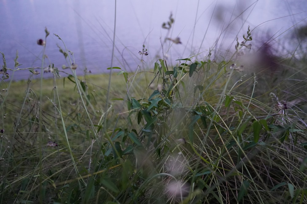 a field with grass and weeds on a foggy day