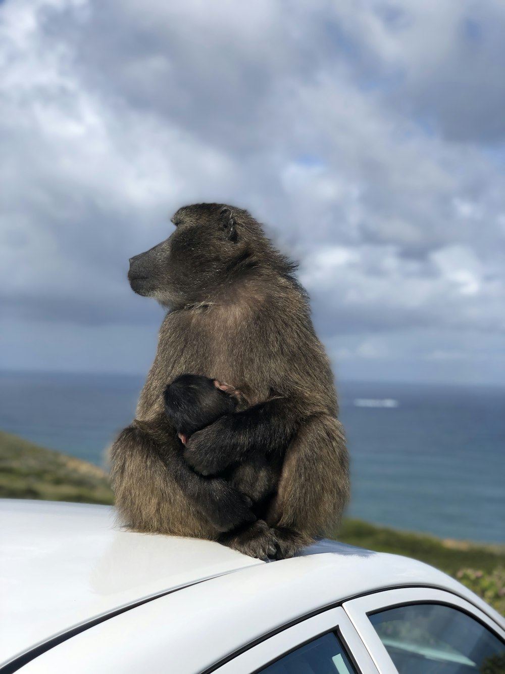 a monkey sitting on top of a car next to the ocean