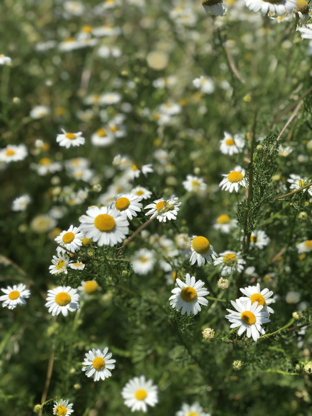 a field full of white and yellow flowers