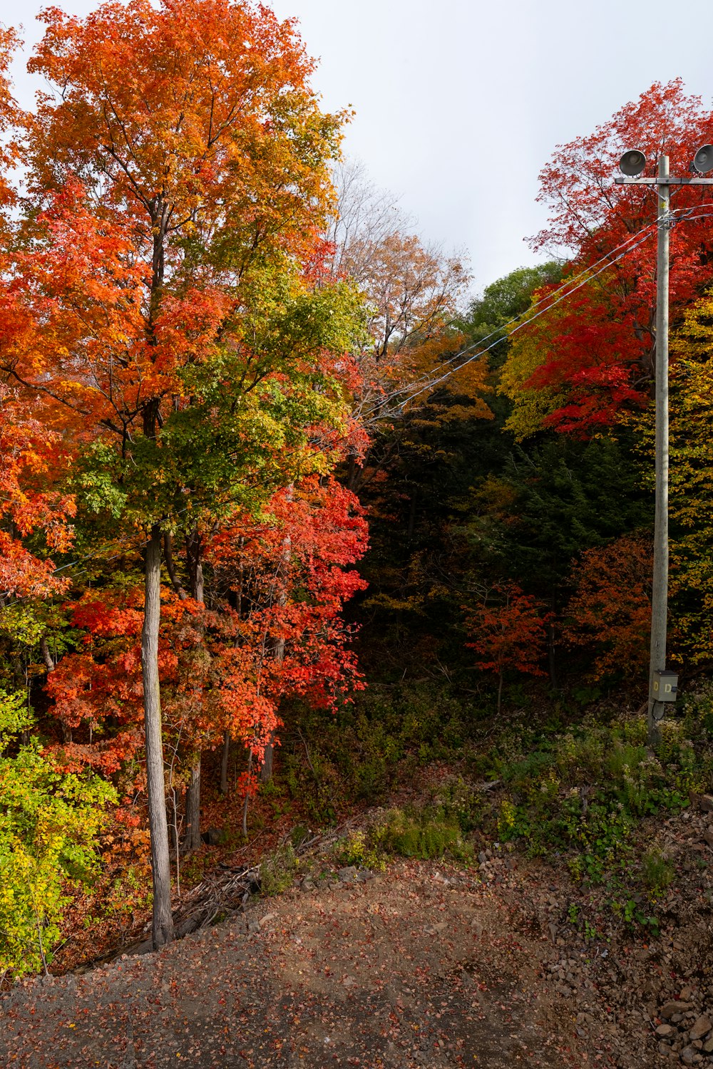 a forest filled with lots of colorful trees