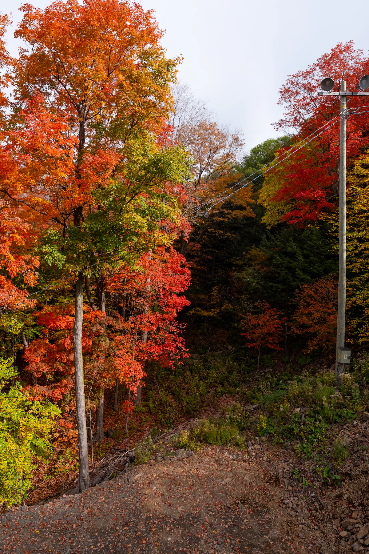 Forêt aux arbres colorés en automne