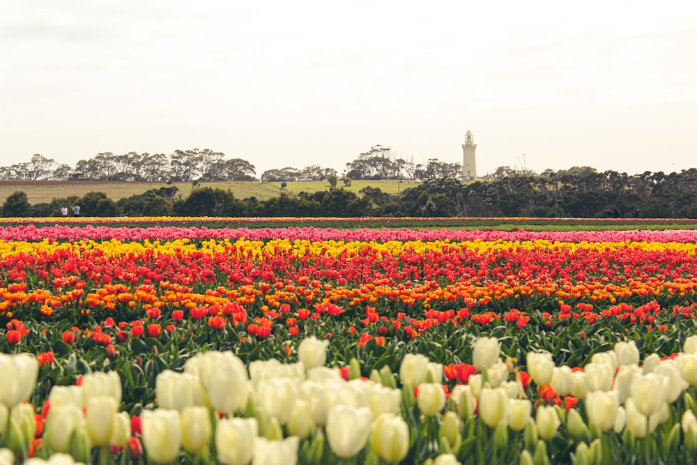 a field of flowers with a lighthouse in the background