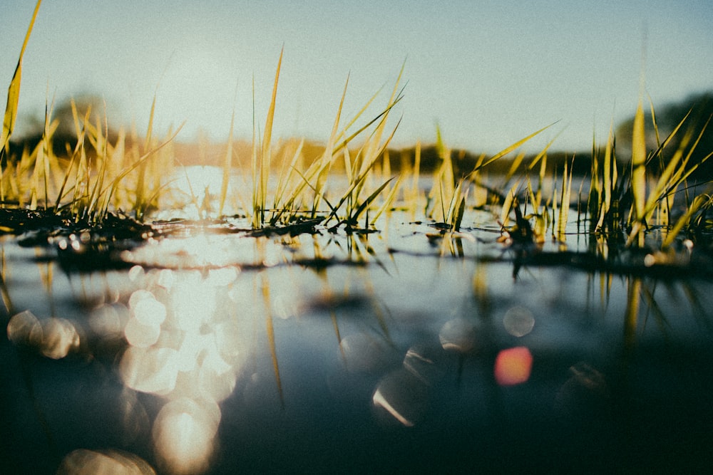 the sun shines through the grass on the water