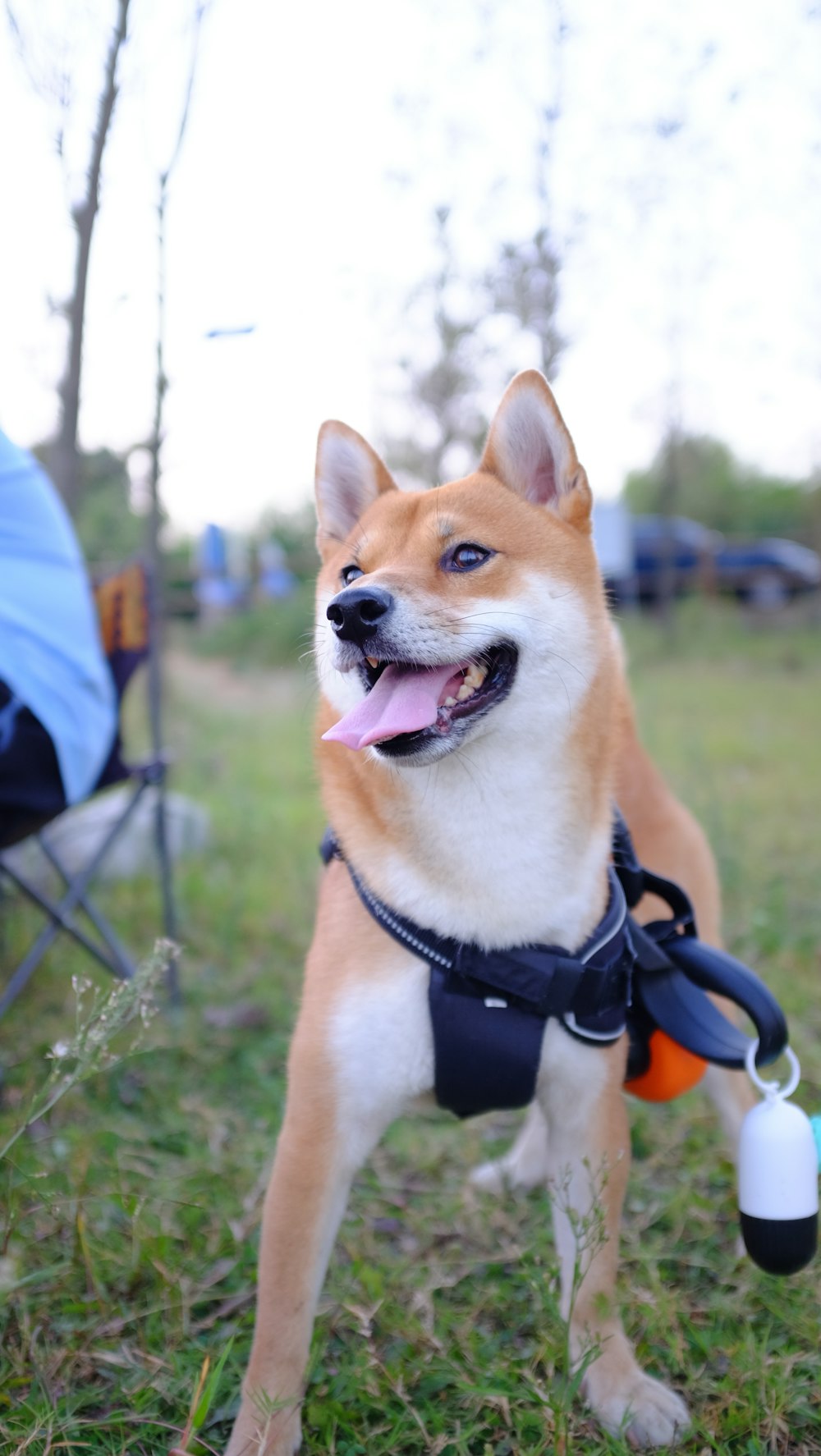 a dog wearing a harness standing in the grass